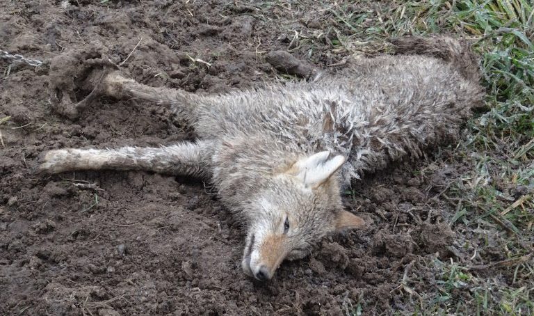 OPINION: Canada Goose’s Blood-Drenched Coats
