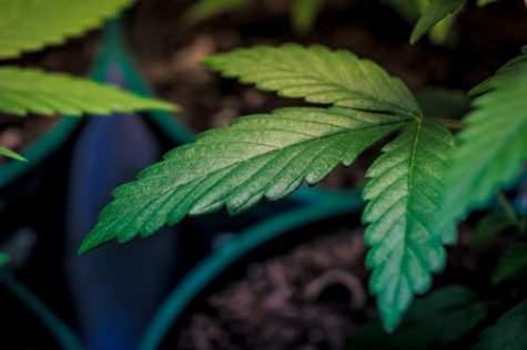 Cannabis leaf in pot of soil