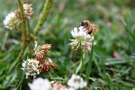 State Parks in Nashville Step Up to Save the Bees